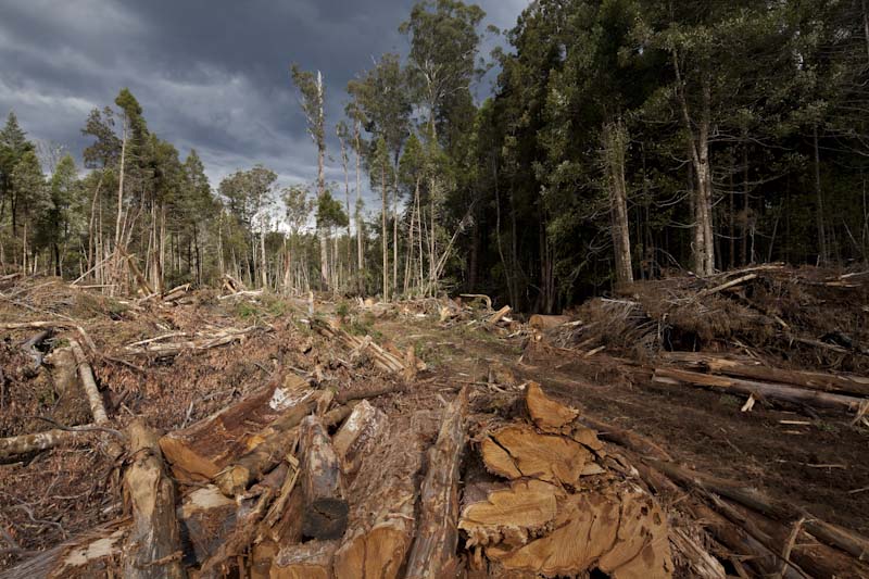 barren land- logging for paper production